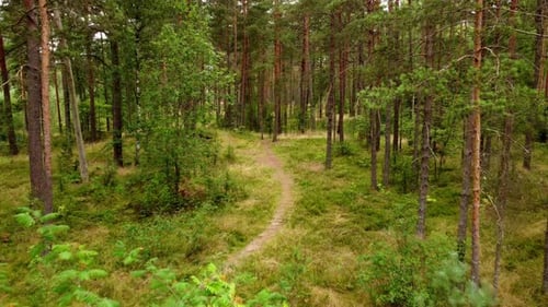 Wild natural pine forest with vibrant colors, low altitude flying