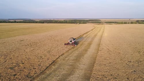 Aerial of Combine Working in the Field Harvesting Crops Gathering Season
