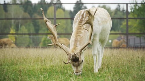 Deer Grazing in a Grassy Field