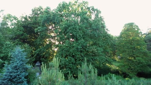 View From Flying Drone Over Green Trees
