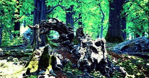 Ancient Trees and Rocks Reveal Natures Artistry in a Grove