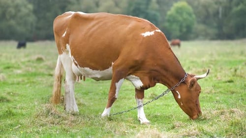 Brown Milk Cow Grazing on Green Grass at Farm Grassland