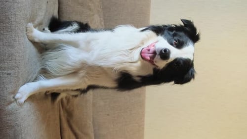 Happy Border Collie Dog Relaxing on Couch Indoors
