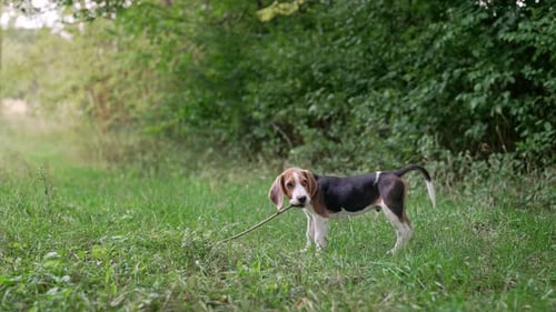 Adorable Beagle Dog Puppy Gnaws Stick on Green Lawn