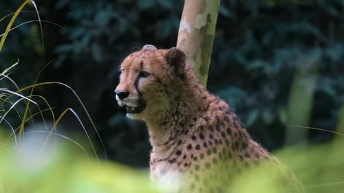 einzelner Gepard sitzt auf dem Boden