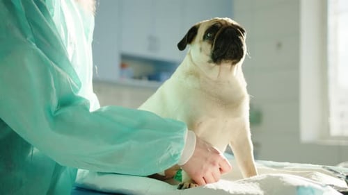 Veterinarian Bandaging a Pug in a Clinic