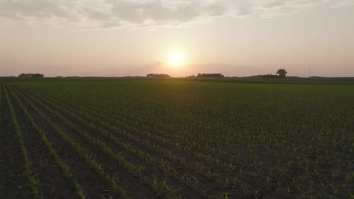 Corn Crops Growing In A Field At Sunset. - aerial shot