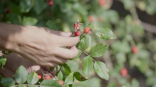 Fresh rose hip. A man's hand picks the rosehip fruit․ Healthy food.