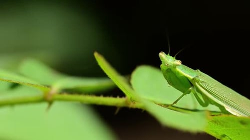 closeup of praying mantis resting on green leaf in natural habitat