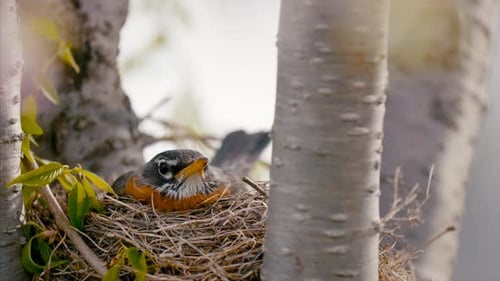 Baby Bird in a Nest