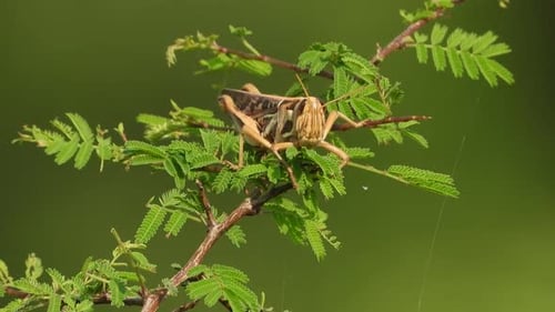 Grasshopper Resting on Green Leaves Branch