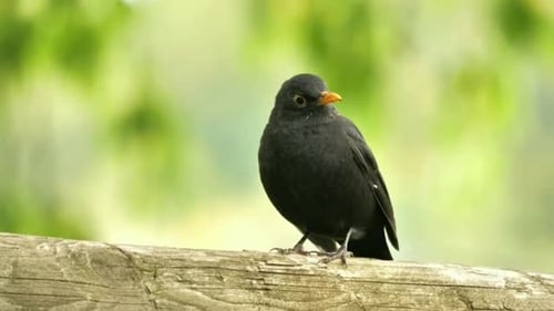Bird Standing on Wooden Railing
