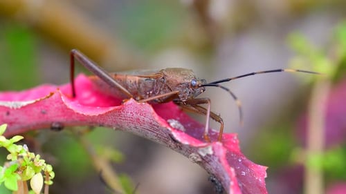 Squash Bug Insect Sitting on Blade of Green Grass