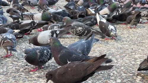 Animal Bird Pigeons Feeding On Stone Ground 4