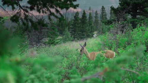 Graceful Deer Grazing in a Tranquil Forest Meadow