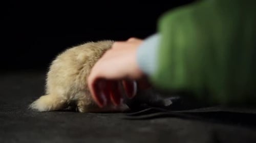 Close Up of Domestic Rabbit With Floppy Ears, Owners Hand Hold Pet On A Black Stage