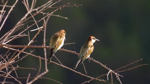 European Bee eater on tree, Jerusalem, Israel