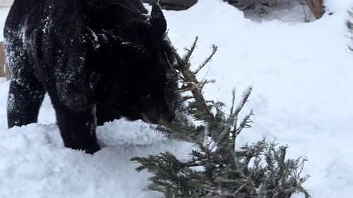 Black Bear Enjoys Evergreen Tree in Snowy Landscape