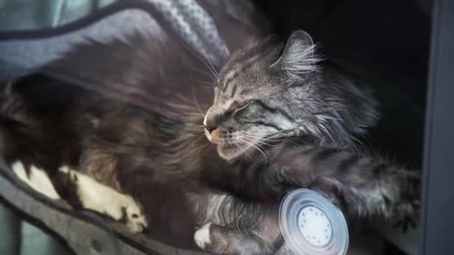 Gray Cat Napping Peacefully Inside Pet Carrier