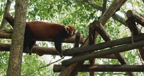 Red Panda Resting on Wooden Structure in Forest