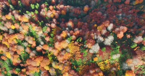 autumn forest