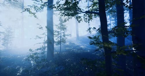 Misty Forest Landscape with Sunlight Filtering Through Trees in Morning