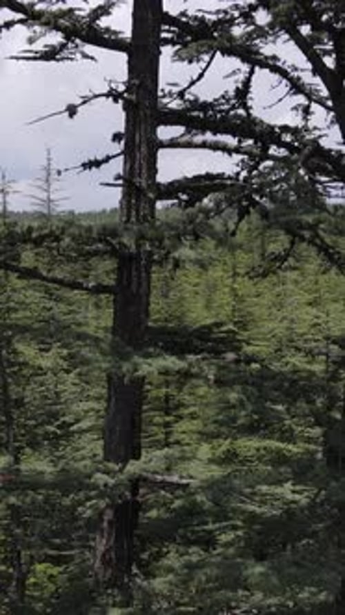 Pine Tree Drone View