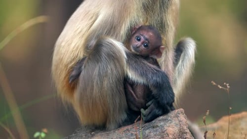 Northern Plains Gray Langur Mother nursing her baby