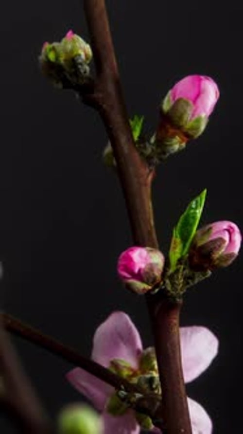 Time-lapse vertical en forme de fleur de pêcher - 2K