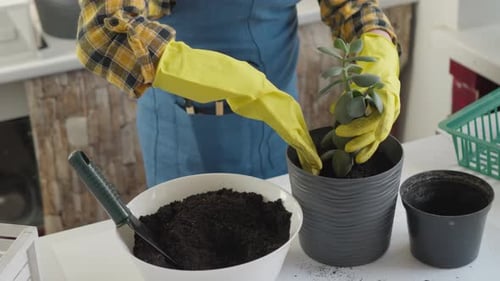 The Residential Complex is Launching an Initiative to Transplant Plants in Common Spaces Creating a