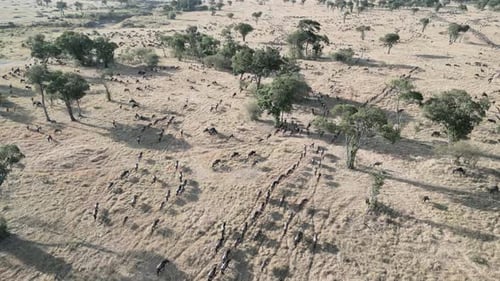 Wild beast in Serengeti Tanzania- Drone view of Serengeti in Tanzania