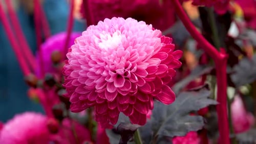 Pink Chrysanthemum Flower Blooming in Natural Light