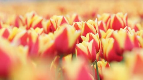 Field of Vibrant Red and Yellow Tulips