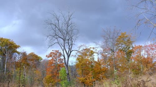 Wide View of Autumn Stormy Sky with Rainy Clouds Above Colorful Fall Trees in a Peaceful Park