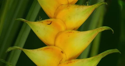 Heliconia caribaea, Guadeloupe, Caraïbes