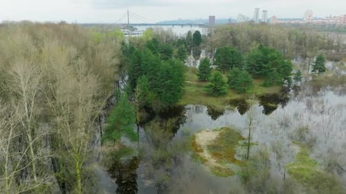 River Lake Swamp Water Forest Spring Nature Park Tree Green