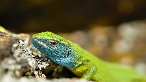 A vibrant lizard basks in the sun on a rocky surface, its colorful scales glinting in the sunlight.