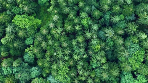 Aerial top down view of a dense conifer forest of fir and spruce evergreen trees