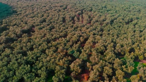 fields covered with olive trees