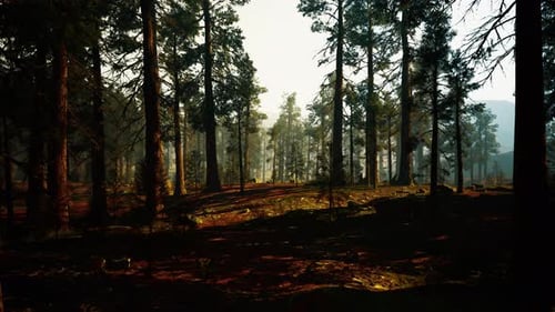 Atmospheric Scene of Pine Woods at Twilight with Mist and Shifting Shadows