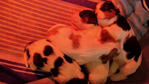 Pile of Adorable Puppies Sleeping on Blanket