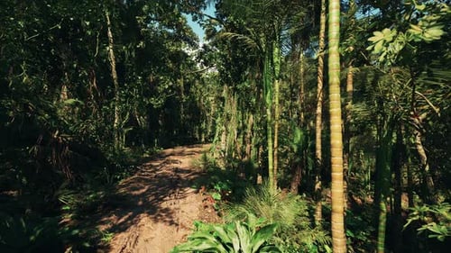 Lush Tropical Jungle Path Walk with Wooden Bridge