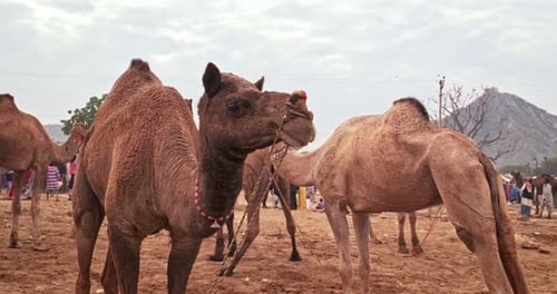 Camels at Pushkar Mela Camel Fair Festival in Field Eating Chewing Pushkar Rajasthan India