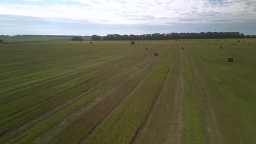 Yellow field with harvested wheat and hay bales. Aerial view of the field with square bales