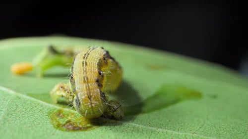 big Caterpillar eating small caterpillar closeup view