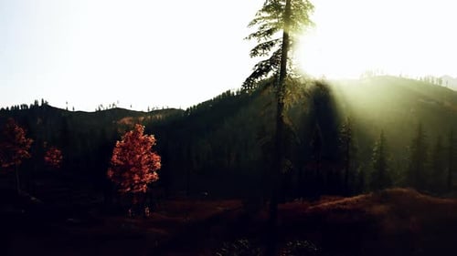Sunshine Illuminates Fall Trees with Misty Hills in Background