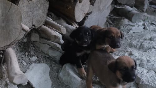 Cachorros