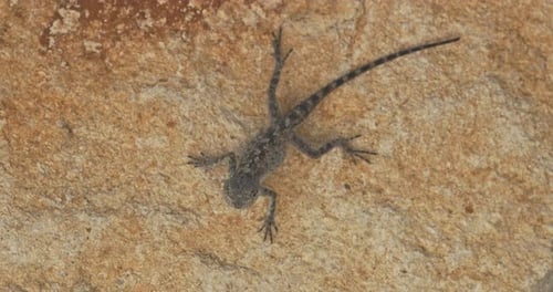Small Lizard Resting on a Tan Rock Surface