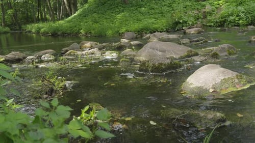 Un ruisseau de montagne coule entre des pierres couvertes de mousse, bouillonne et forme de petits tourbillons.
Forêt