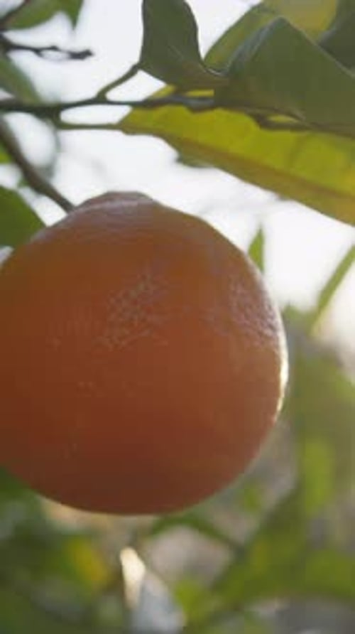 Orange Fruit And Green Leaves On A Tree